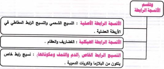 الأنسجة الرابطة